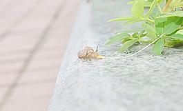 蜗牛图片