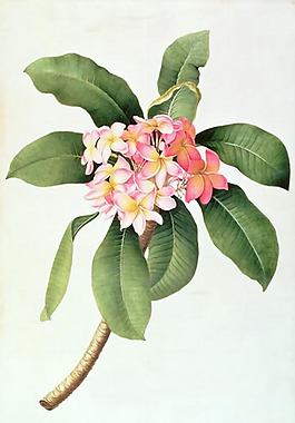 位圖 植物 藝術(shù)效果 工筆 手繪 免費(fèi)素材