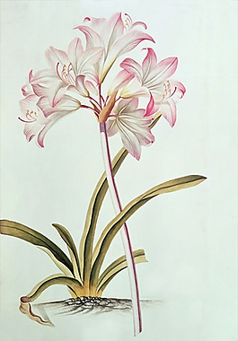 位圖 植物 藝術(shù)效果 工筆 手繪 免費(fèi)素材