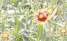 蜜蜂和花图片