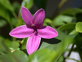 位圖 植物攝影 花卉 花朵 免費(fèi)素材