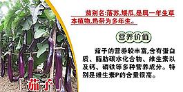 茄子圖片