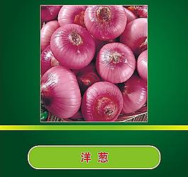 洋蔥圖片