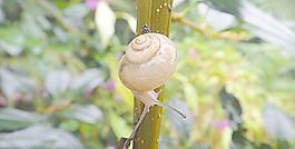 花叢 蝸牛圖片