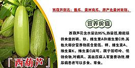 西葫蘆圖片