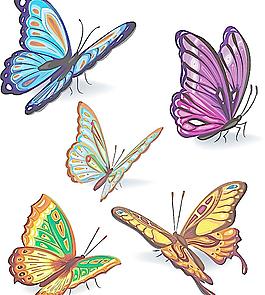 蝴蝶圖片
