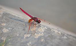 紅蜻蜓圖片