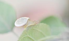 蝸牛 昆蟲圖片