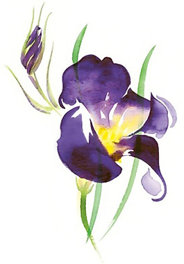 位圖 植物插畫 植物插畫師 Katharine Asher 免費素材