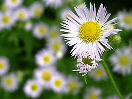 位圖 植物攝影 花卉 花朵 免費素材