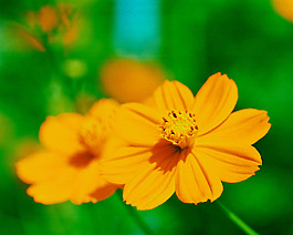 位圖 植物攝影 花卉 花朵 免費(fèi)素材