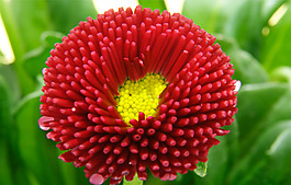 位圖 植物攝影 花卉 花朵 免費(fèi)素材