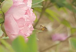 蜜蜂 勤勞圖片