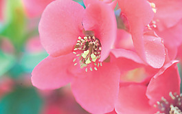 位圖 植物攝影 花卉 花朵 免費素材