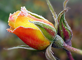 位圖 植物攝影 花卉 花朵 免費(fèi)素材
