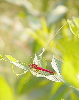 蜻蜓圖片