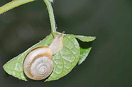 蝸牛圖片