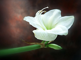 位圖 植物攝影 花卉 花朵 免費素材