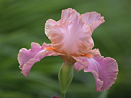 位圖 植物攝影 花卉 花朵 免費素材