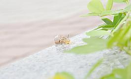 蜗牛图片