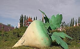 大蘿卜圖片