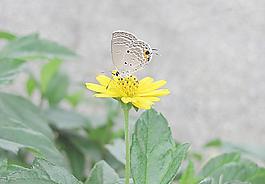 蝴蝶菊花圖片