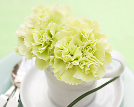 位圖 植物攝影 花卉 花朵 免費(fèi)素材