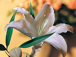 位圖 植物攝影 花卉 花朵 免費(fèi)素材