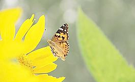 蝶戀花圖片