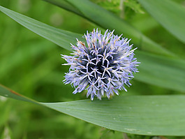 位圖 植物攝影 花卉 花朵 免費(fèi)素材