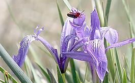 鳶尾花圖片