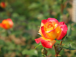 位圖 植物攝影 花卉 花朵 免費(fèi)素材