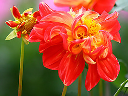 位圖 植物攝影 花卉 花朵 免費(fèi)素材