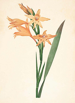 位圖 植物 花卉 優(yōu)雅植物 藝術(shù)效果 免費(fèi)素材