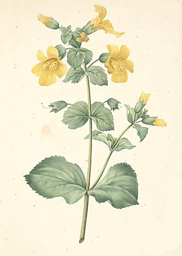 位圖 植物 花卉 優(yōu)雅植物 藝術(shù)效果 免費素材