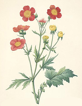位圖 植物 花卉 優(yōu)雅植物 藝術(shù)效果 免費素材