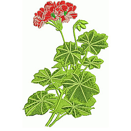 繡花 植物 花卉 花朵 樹葉 免費素材