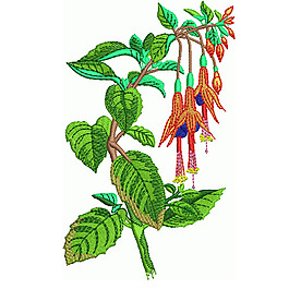 繡花 植物 花卉 花朵 樹葉 免費素材