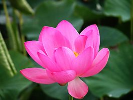 位圖 植物攝影 花卉 花朵 免費素材