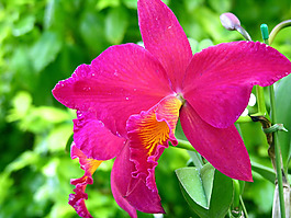 位圖 植物攝影 花卉 花朵 免費素材