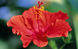 位圖 植物攝影 花卉 花朵 免費(fèi)素材