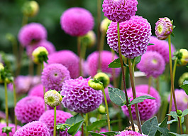 位圖 植物攝影 花卉 花朵 免費(fèi)素材