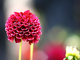 位圖 植物攝影 花卉 花朵 免費素材