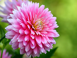 位圖 植物攝影 花卉 花朵 免費素材