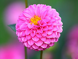 位圖 植物攝影 花卉 花朵 免費素材