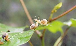 蝸牛圖片