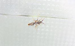 大黃蜂圖片