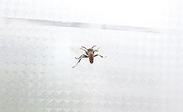 大黃蜂圖片