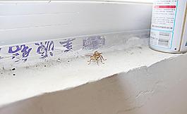 大黃蜂圖片