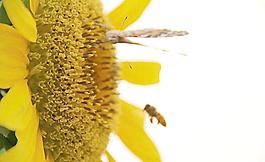 蝶戀花圖片